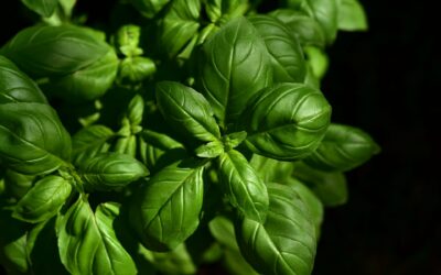 Calendrier annuel de saison des légumes